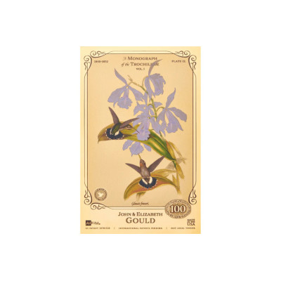 The John and Elizabeth Gould Collection - Hummingbirds
